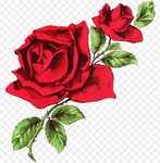 Aesthetic Red Roses White Background - logwitt